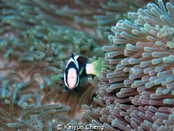 The small clown fish with his soft and comfortable sofa. ... by Kaiyun Cheng 
